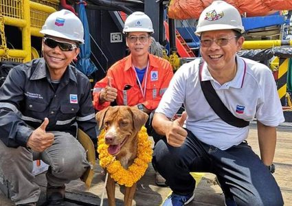 الكلب "الناجي".. سبح 220 كيلومترا قبل إنقاذه