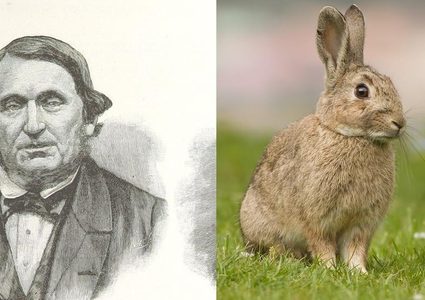 بسبب رجل تلاعب بالنظام البيئي أبادت أستراليا الأرانب