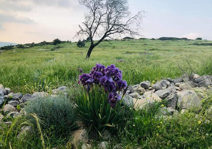 قرية رابا في جنين .. قطعة من سحر الطبيعة الخلابة