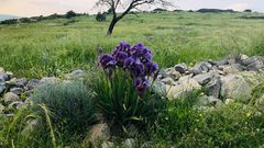 قرية رابا في جنين .. قطعة من سحر الطبيعة الخلابة