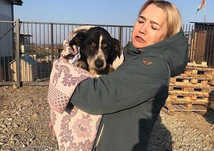 بين الفرح والرعب.. كلب يخرج من "قبره العميق" ليعود لأصحابه!