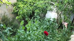 83 شتلة خشخاش بحديقة منزل بإحدى قرى نابلس