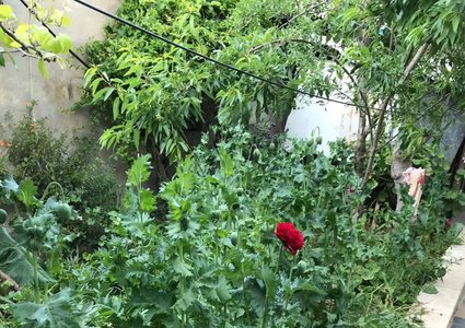 83 شتلة خشخاش بحديقة منزل بإحدى قرى نابلس