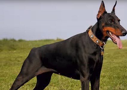 حادثة نادرة.. كلب ينقذ آخر من الموت دهسا!