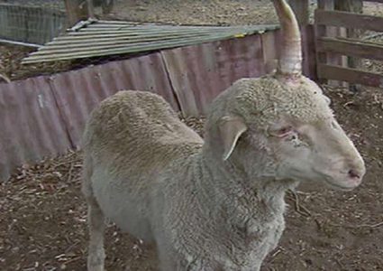 أسترالي ينقذ نعجة وحيدة القرن من الموت