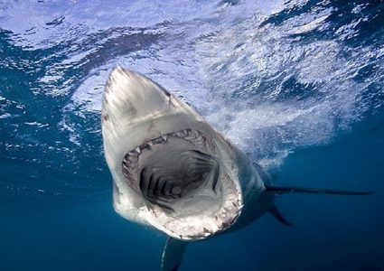 دراسة تكشف ما يرعب أسماك القرش الفتاكة!