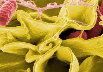 دراسة: ميكروبات الأمعاء تمنع الإصابة بمرض السالمونيلا