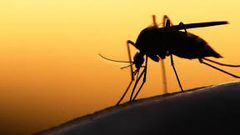 ما هو الرابط بين زمرة الدم و مرض الملاريا ؟