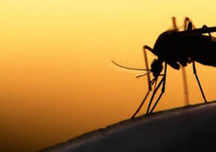 ما هو الرابط بين زمرة الدم و مرض الملاريا ؟