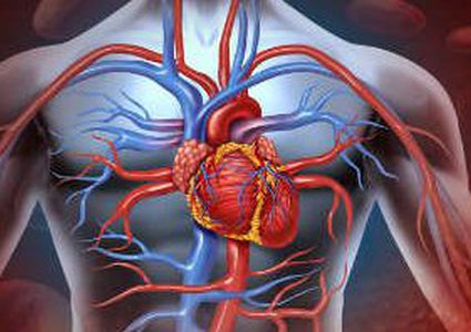 طرق طبيعية لتنشيط الدورة الدموية بالجسم