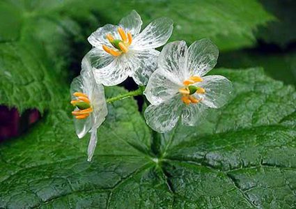 شاهد "زهرة الهيكل العظمي"... تصبح شفافة عند هطول المطر عليها