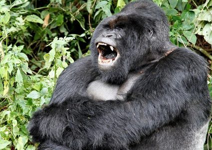 صورة سيلفي مع غوريلا تشعل الفيسبوك