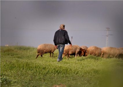 نيران الاحتلال تستهدف مزارعين ورعاة أغنام شرق غزة