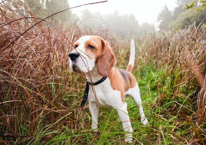 هل حقاً الكلاب قادرة على شم مرض السرطان؟