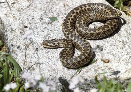 الثعابين تطرد رئيس ليبيريا من مكتبه