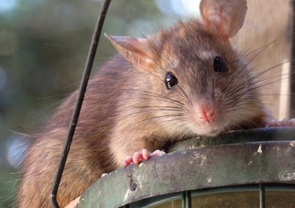 الشرطة تعيد فأرا تائها إلى صاحبه