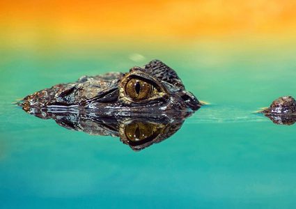 لقطات توثق ظهور رجل بين فكي تمساح!