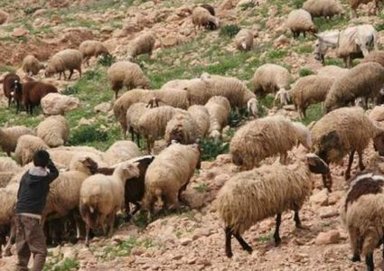 مصر.. راعي أغنام يقتل طفل بسبب نعجتين !