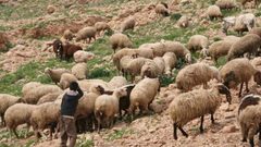 مصر.. راعي أغنام يقتل طفل بسبب نعجتين !