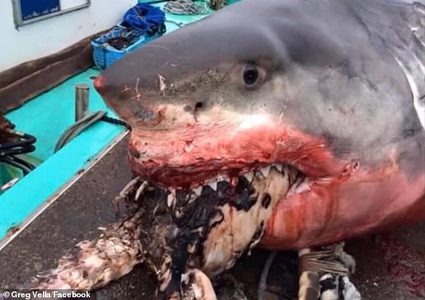 بسبب سلحفاة بحرية.. نفوق قرش عملاق على ضفاف اليابان.. صور