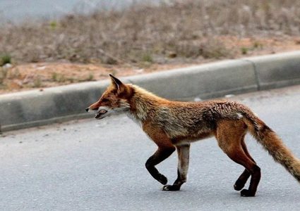 ثعلب يمنع طائرة ركاب من الهبوط في مطار بطرسبورغ