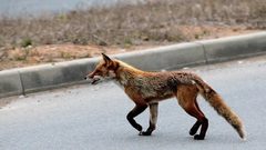 ثعلب يمنع طائرة ركاب من الهبوط في مطار بطرسبورغ