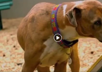 الكلاب تشم رائحة خلايا السرطان بدقة عالية