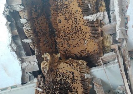 أمريكى يجد دبابير عملاقة تأكل جدار منزله.. أعرف ماذا فعل؟