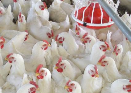 وزارة الزراعة تتخذ خطوات للحد من ارتفاع أسعار الدواجن في رمضان