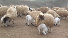 جريمة هزت مصر.. راعي أغنام يقتل طفلا بسبب نعجتين!