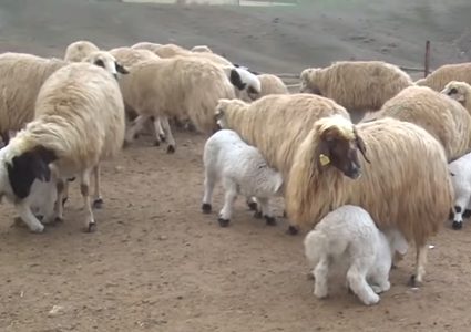 جريمة هزت مصر.. راعي أغنام يقتل طفلا بسبب نعجتين!