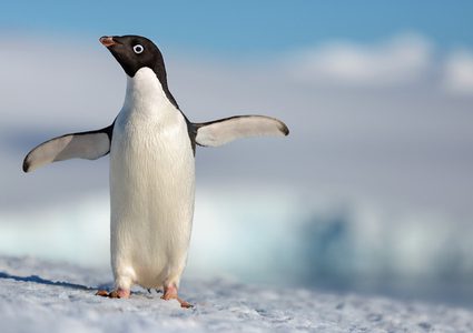 4 ملايين دولار إيرادات فيلم ديزنى الجديد Penguins