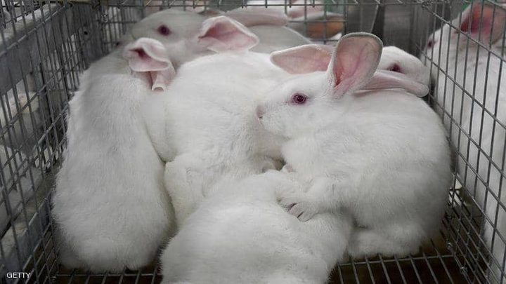 جدد منزله.. فقتل 10 آلاف أرنب في 4 دقائق