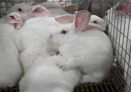 جدد منزله.. فقتل 10 آلاف أرنب في 4 دقائق