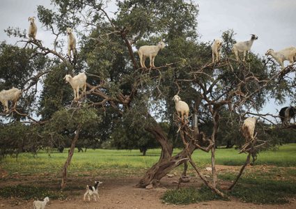 إجبار ماعز على تسلق الأشجار في دولة عربية من أجل المال