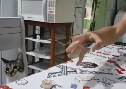 موقف طريف لشاب يخادع قطته ويصيبها بالدهشة! (فيديو)