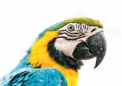 الشرطة البرازيلية تحتجز ببغاء يعمل في "تهريب المخدرات"!