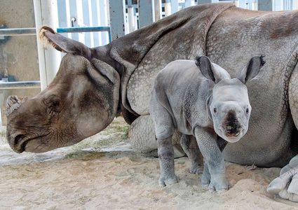 ولادة أول وحيد قرن فى العالم بالتلقيح الصناعى ..صور