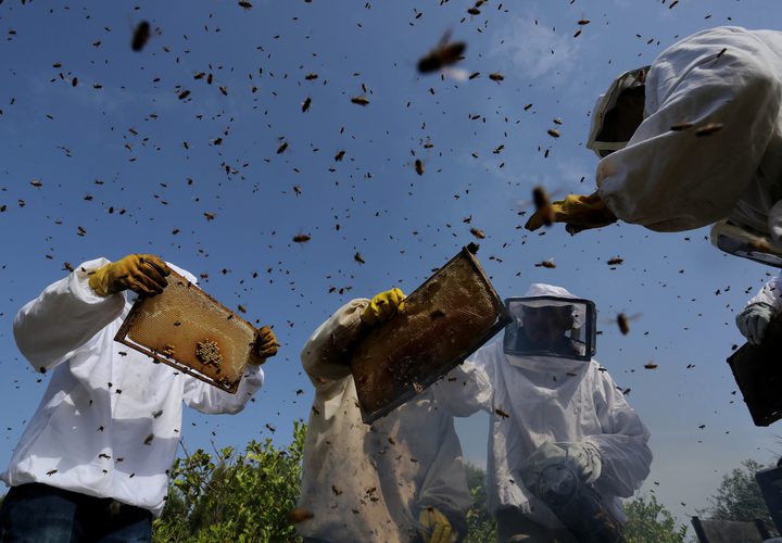 فلسطينيون يجمعون نحل العسل من خلية النحل خلال موسم الحصاد في المنحل بوسط قطاع غزة في 27\4\2019.