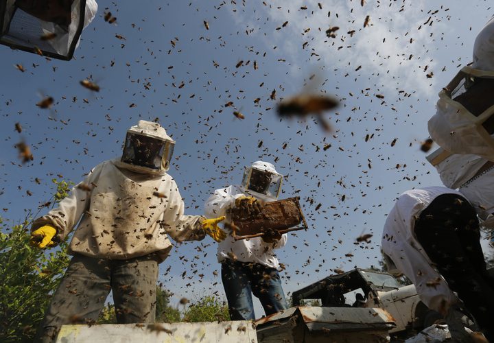 فلسطينيون يجمعون نحل العسل من خلية النحل خلال موسم الحصاد في المنحل بوسط قطاع غزة في 27\4\2019.