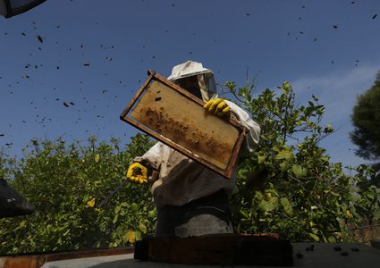 فلسطينيون يجمعون نحل العسل من خلية النحل خلال موسم الحصاد في المنحل بوسط قطاع غزة في 27\4\2019.