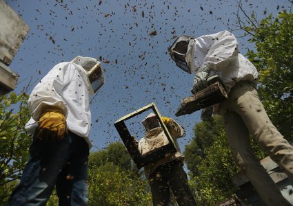 موسم جمع نحل العسل في غزة
