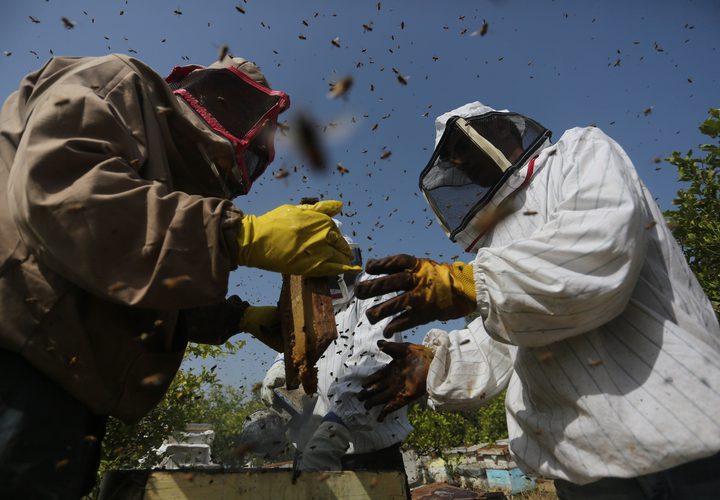 فلسطينيون يجمعون نحل العسل من خلية النحل خلال موسم الحصاد في المنحل بوسط قطاع غزة في 27\4\2019.