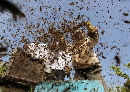 موسم جمع نحل العسل في غزة