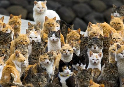 بالنقانق السامة.. أستراليا تخطط لإبادة 2 مليون قطة