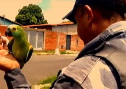 الشرطة البرازيلية تعتقل "الببغاء المرشد"