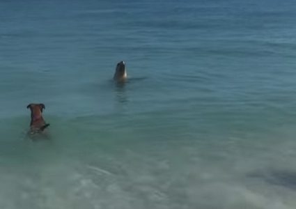 كلب ينضم إلى كلب بحر ويحاول السباحة معه (فيديو)