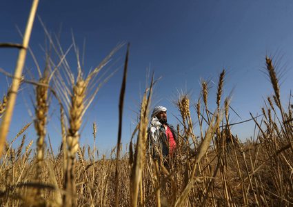 المزارعون الفلسطينيون يحصدون القمح في خان يونس جنوب قطاع غزة في 29 أبريل 2019