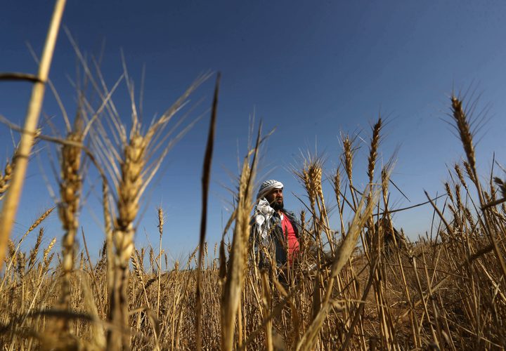 المزارعون الفلسطينيون يحصدون القمح في خان يونس جنوب قطاع غزة في 29 أبريل 2019