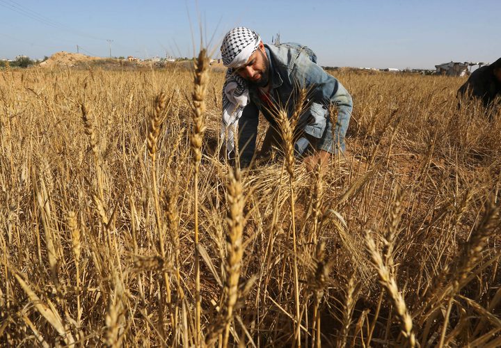 المزارعون الفلسطينيون يحصدون القمح في خان يونس جنوب قطاع غزة في 29 أبريل 2019